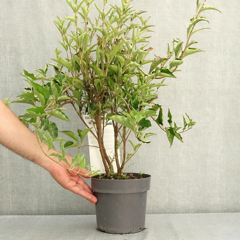 Spécimen de Lilas de Chine - Syringa patula Dream Cloud Pot de 3L/4L tel que livré en été