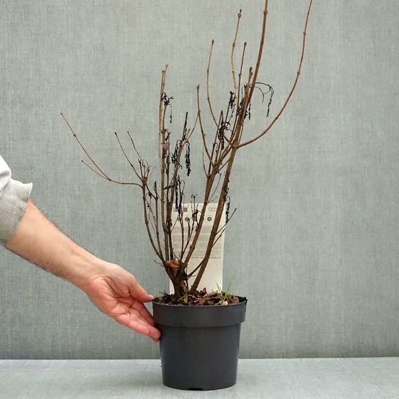 Spécimen de Lilas de Chine - Syringa patula Violet Uprising Pot de 3L/4L tel que livré en automne