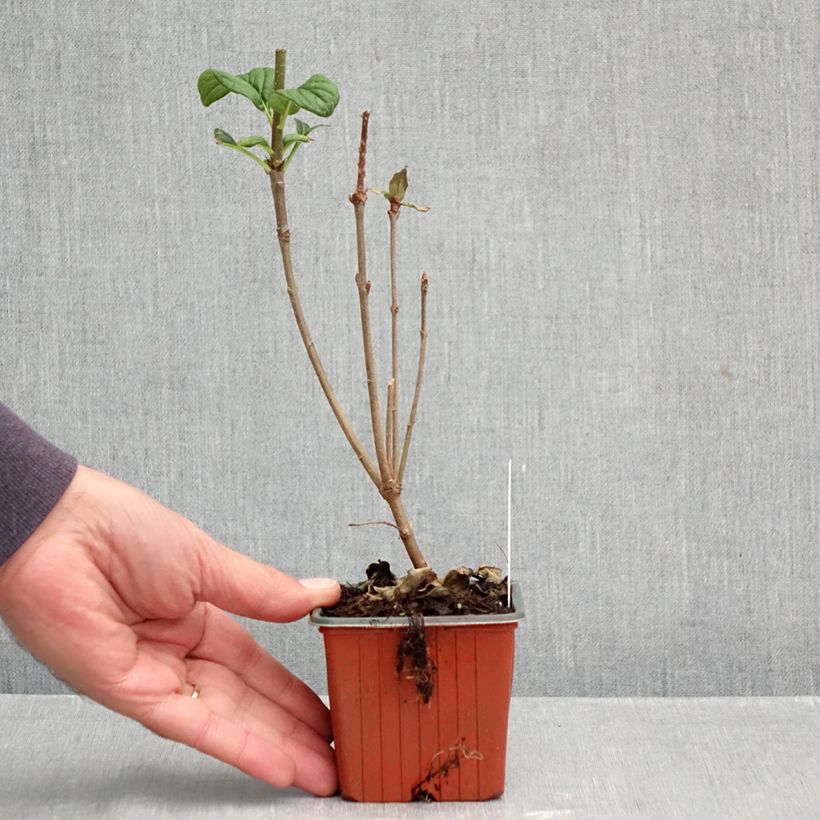 Spécimen de Lilas de Hongrie - Syringa josikaea Godet de 8/9 cm tel que livré en automne
