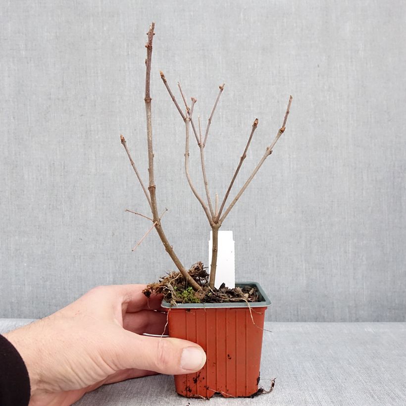 Spécimen de Lilas de Hongrie - Syringa josikaea Godet de 8/9 cm tel que livré en hiver