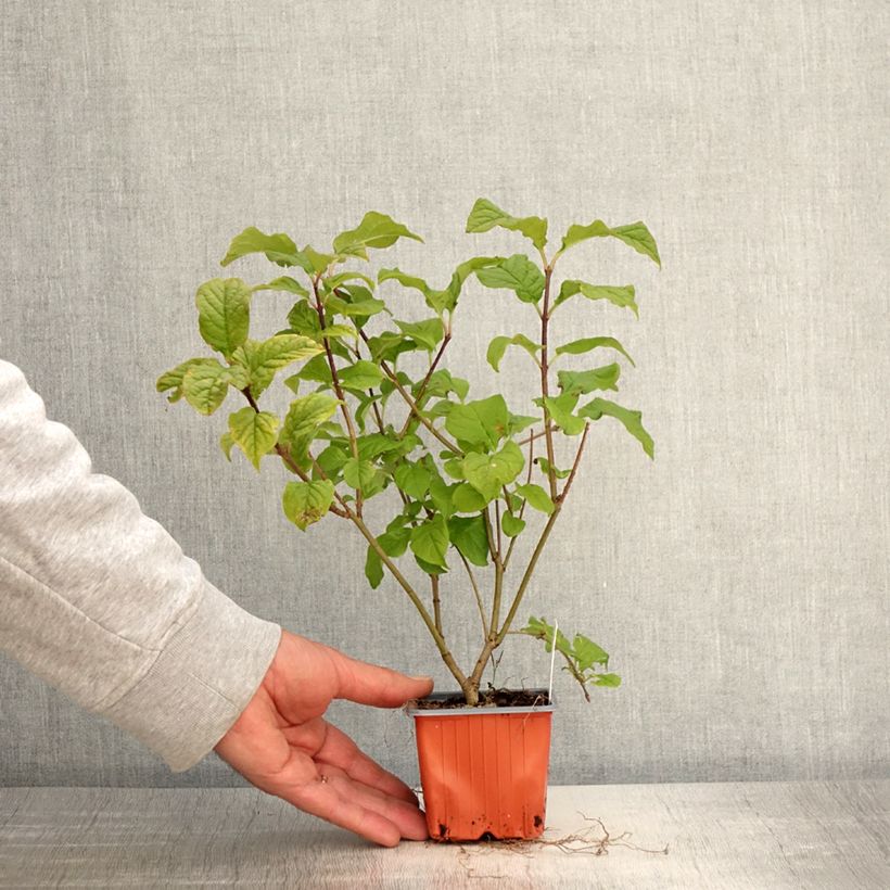 Spécimen de Lilas de Hongrie - Syringa josikaea Godet de 8/9 cm tel que livré au printemps