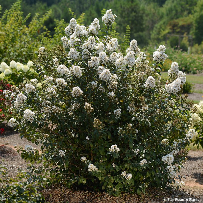 Árvore-de-júpiter Enduring White - Lagerstroemia indica (Hábito)