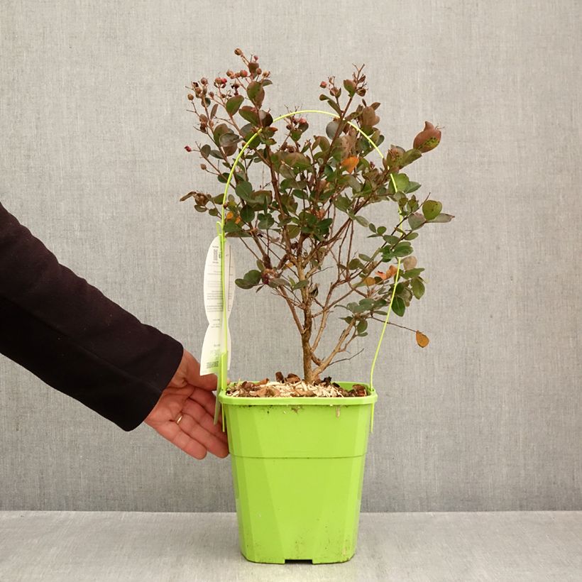 Spécimen de Lilas des Indes - Lagerstroemia Gourmet Red red Wine Pot de 4L/5L tel que livré en automne