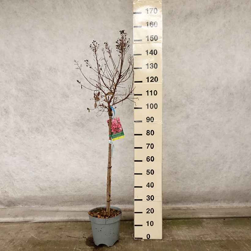 Spécimen de Lilas des Indes - Lagerstroemia indica Berry Dazzle Pot de 7,5L/10L, Tige de 60 cm tel que livré en automne