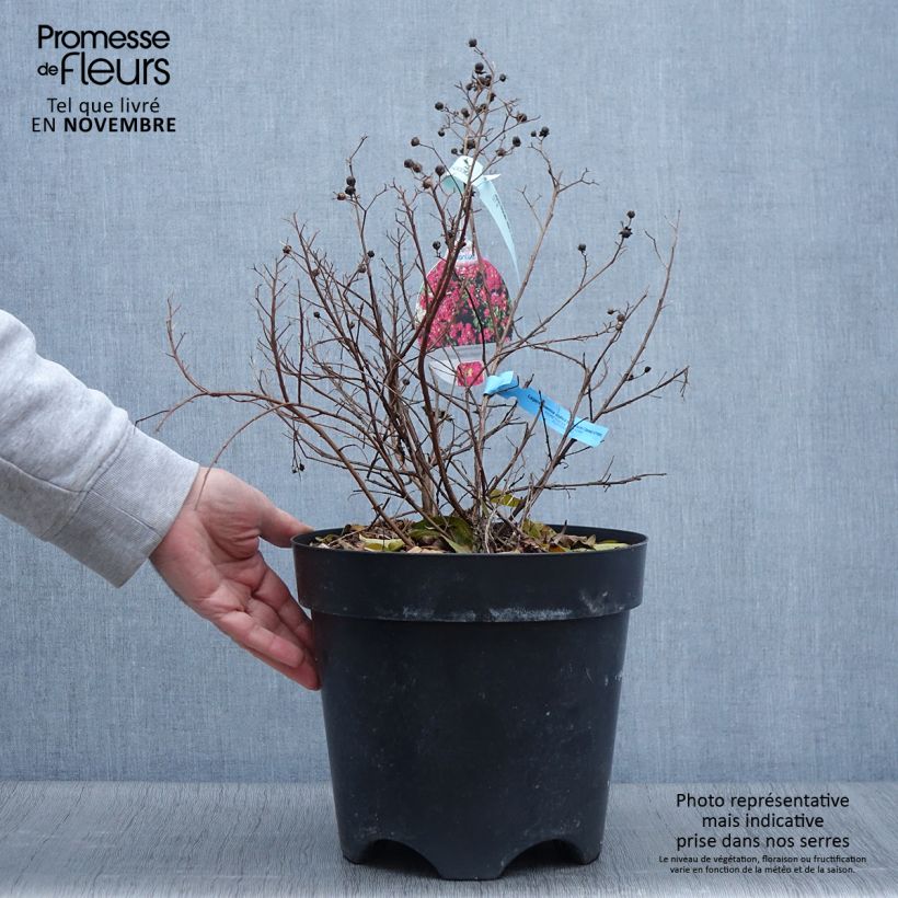 Spécimen de Lilas des Indes - Lagerstroemia indica Berry Dazzle Pot de 7,5L/10L, Touffe tel que livré en automne