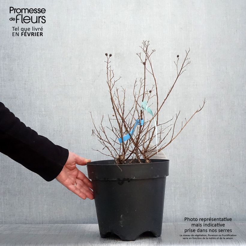 Spécimen de Lilas des Indes - Lagerstroemia indica Berry Dazzle Pot de 7,5L/10L, Touffe tel que livré en hiver