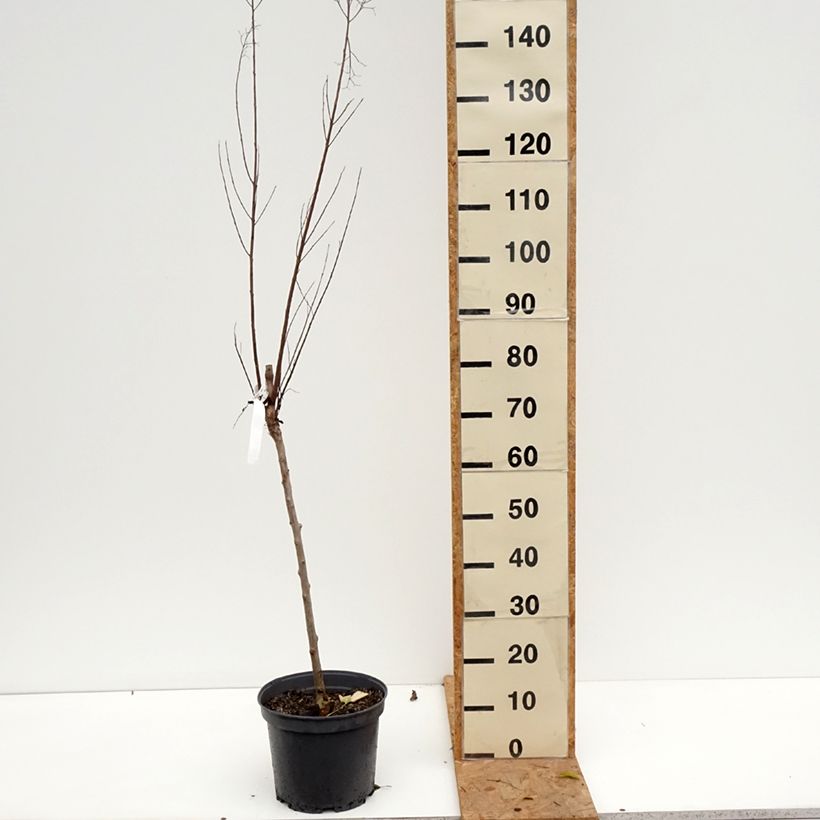 Spécimen de Lilas des Indes - Lagerstroemia indica Black Solitaire Best Red Pot de 7,5L/10L, Demi-Tige de 40/50 tel que livré en automne