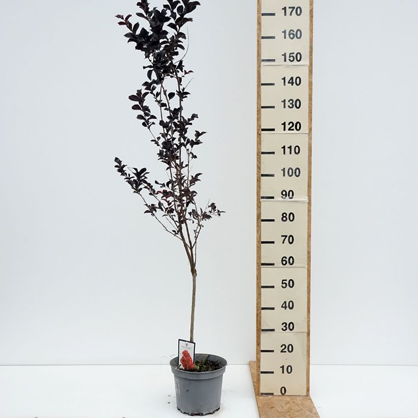 Spécimen de Lilas des Indes - Lagerstroemia indica Black Solitaire Best Red Pot de 7,5L/10L, Demi-Tige de 40/50 tel que livré en été