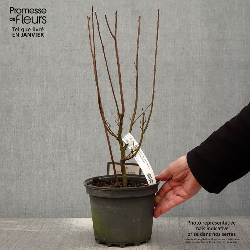 Spécimen de Lilas des Indes - Lagerstroemia indica Black Solitaire Best Red Pot de 3L/4L, Touffe tel que livré en hiver