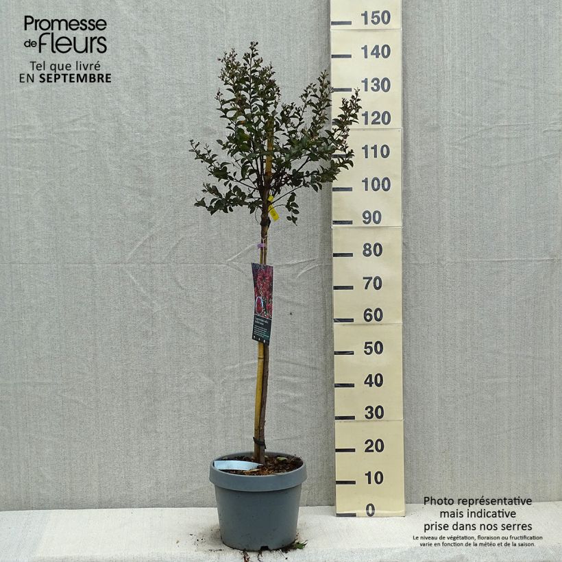 Spécimen de Lagerstroemia indica Double Feature - Lilas des Indes Pot de 7,5L/10L, Demi-Tige tel que livré en automne
