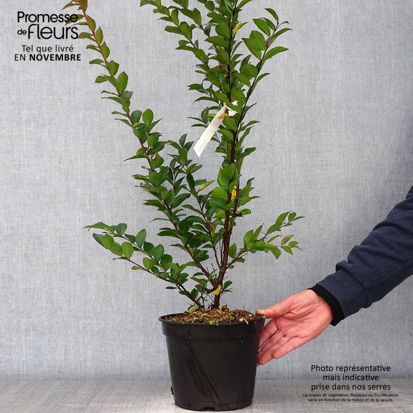 Spécimen de Lilas des Indes - Lagerstroemia indica Enduring Red Pot de 3L/4L tel que livré en automne
