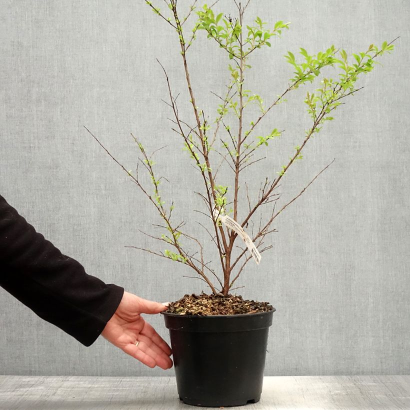 Spécimen de Lilas des Indes - Lagerstroemia indica Enduring Red Pot de 3L/4L tel que livré au printemps