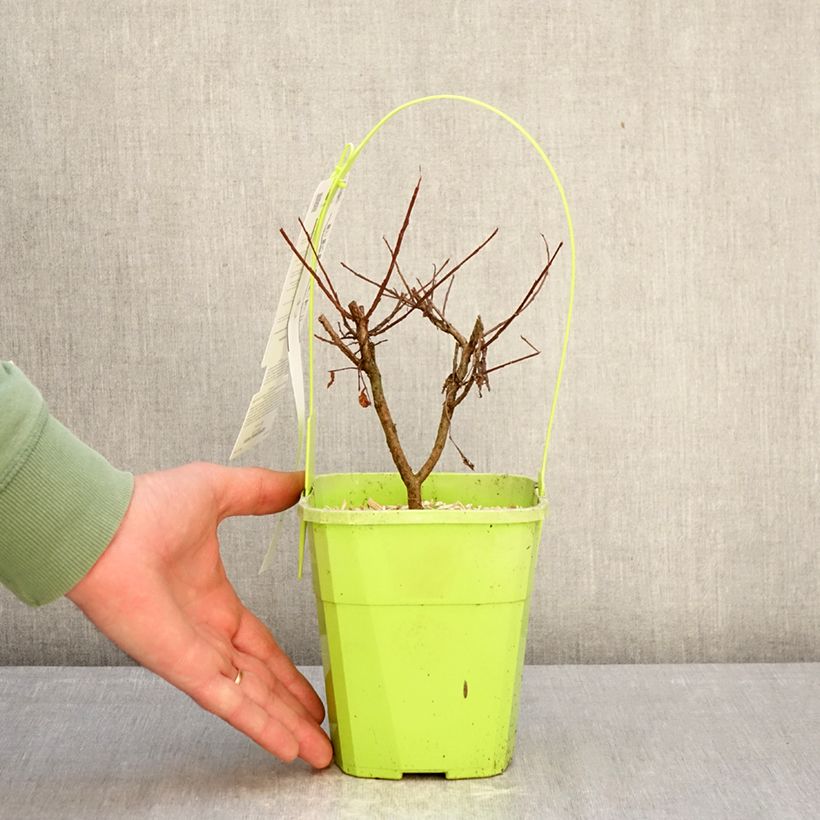 Spécimen de Lilas des Indes - Lagerstroemia indica Girl With Love Pot de 2L/3L tel que livré en hiver