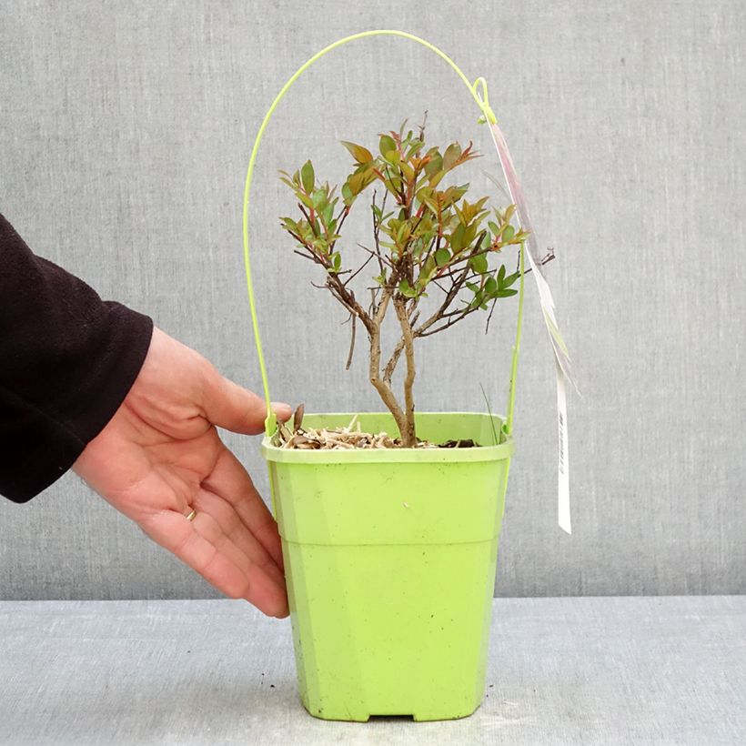 Spécimen de Lilas des Indes - Lagerstroemia indica Girl With Love Pot de 2L/3L tel que livré au printemps