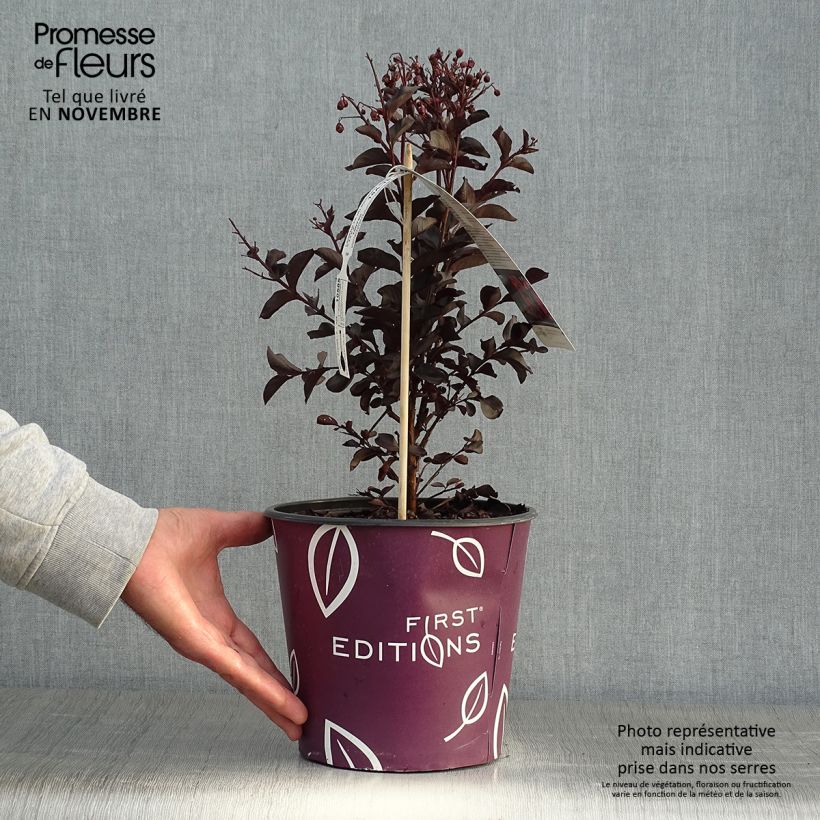 Spécimen de Lilas des Indes - Lagerstroemia indica Midnight Magic Pot de 3L/4L tel que livré en automne