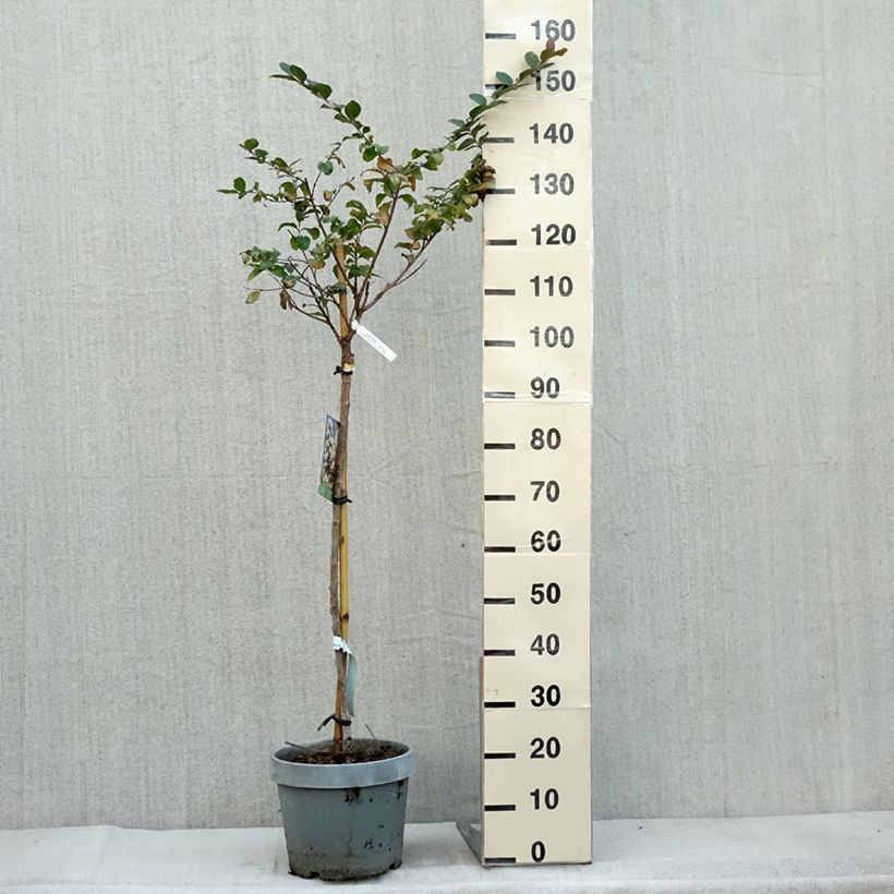 Spécimen de Lilas des Indes - Lagerstroemia indica White Chocolate Pot de 7,5L/10L, Demi-Tige tel que livré en automne