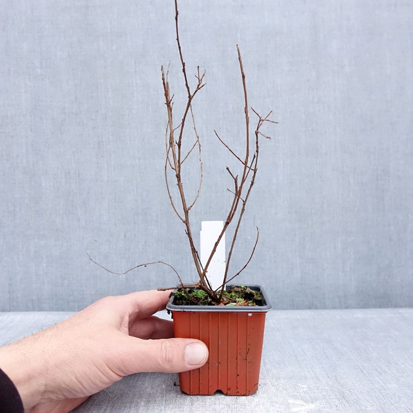 Spécimen de Lilas des Indes 'With Love Babe' Godet de 8/9 cm tel que livré en hiver