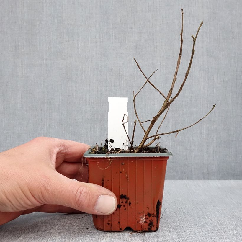 Spécimen de Lilas des Indes 'With Love Babe' Godet de 8/9 cm tel que livré au printemps