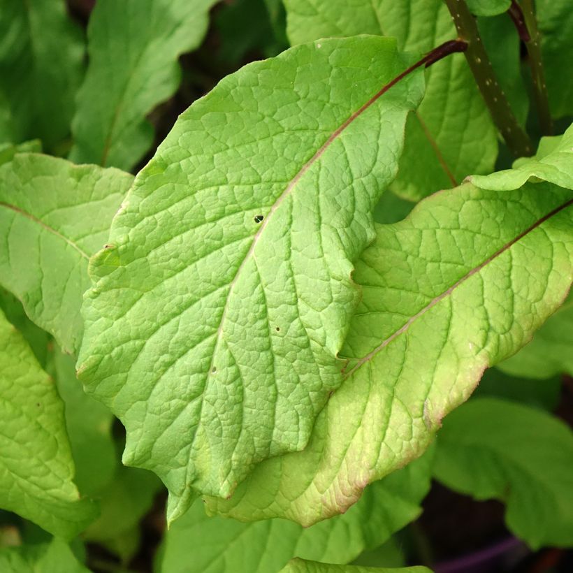Lilas hybride Pinktini - Syringa x prestoniae  (Feuillage)