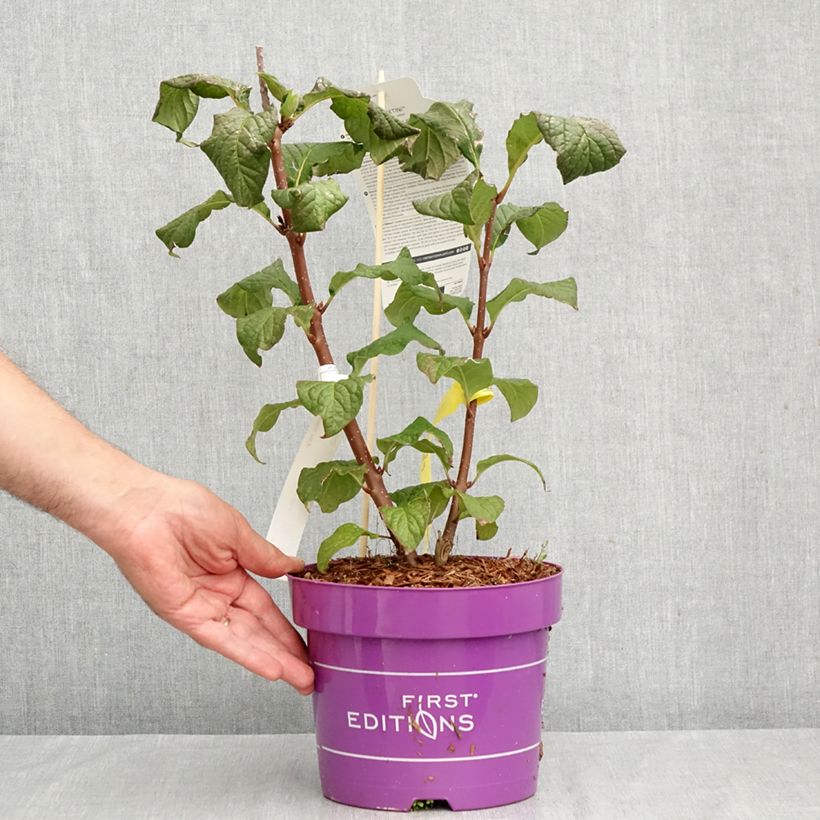 Spécimen de Lilas hybride Pinktini - Syringa x prestoniae  Pot de 3L/4L tel que livré en automne