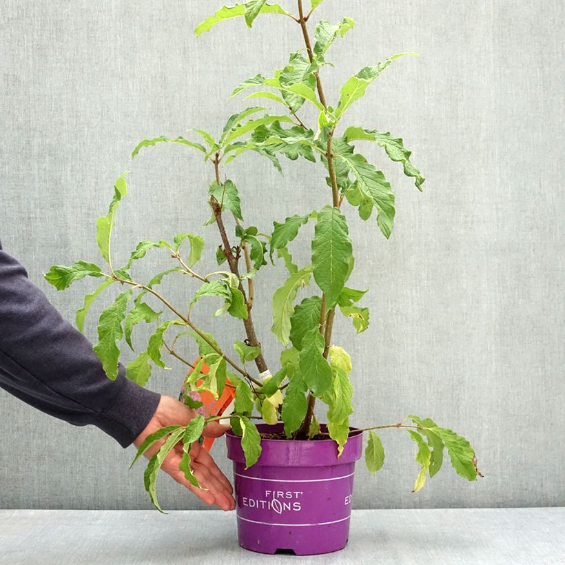 Spécimen de Lilas hybride Pinktini - Syringa x prestoniae  Pot de 3L/4L tel que livré en été