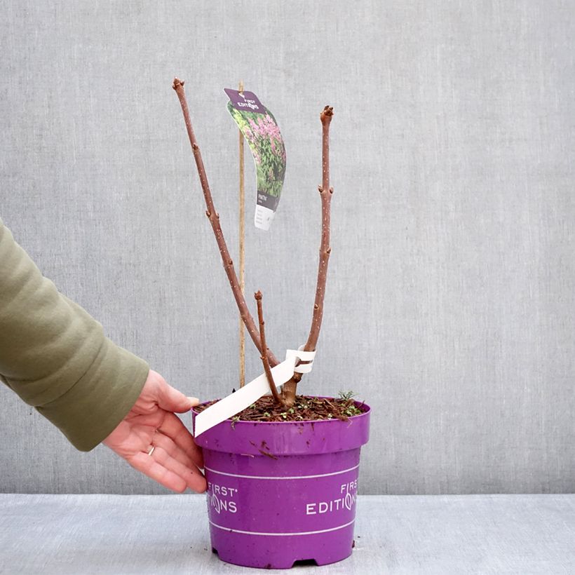 Spécimen de Lilas hybride Pinktini - Syringa x prestoniae  Pot de 3L/4L tel que livré en hiver