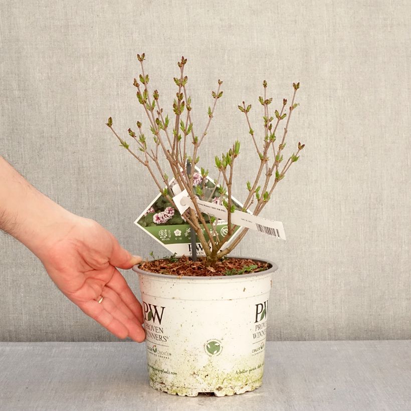 Spécimen de Lilas nain - Syringa Baby Kim Pot de 3L/4L tel que livré en hiver