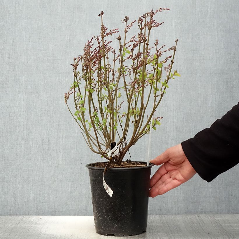 Spécimen de Lilas nain - Syringa meyeri Flowerfesta Pink Pot de 3L/4L tel que livré au printemps
