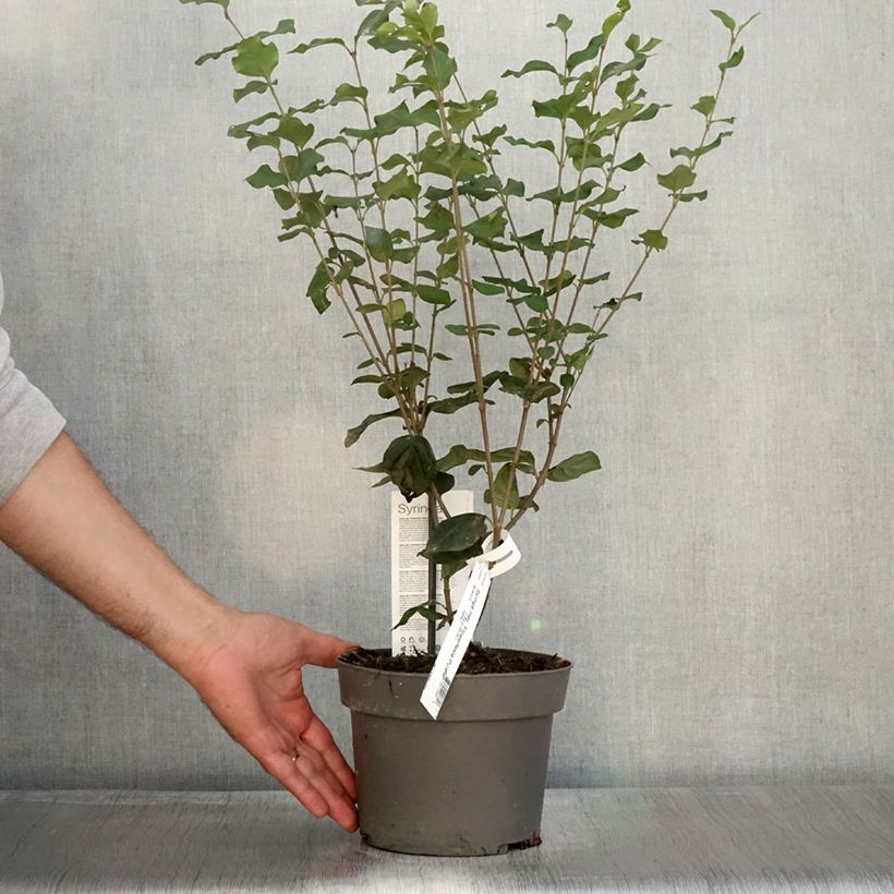 Spécimen de Lilas nain - Syringa meyeri Flowerfesta Purple Pot de 3L/4L tel que livré en automne