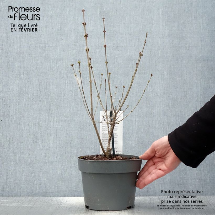 Spécimen de Lilas nain - Syringa meyeri Flowerfesta Purple Pot de 3L/4L tel que livré en hiver
