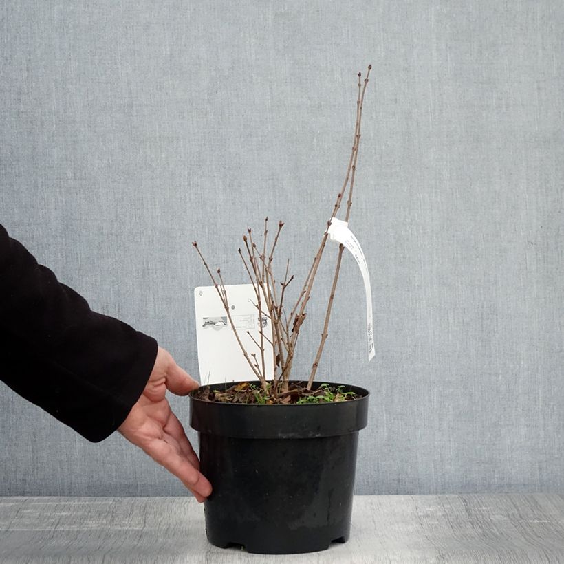 Spécimen de Lilas nain - Syringa meyeri Flowerfesta White Pot de 3L/4L tel que livré en automne