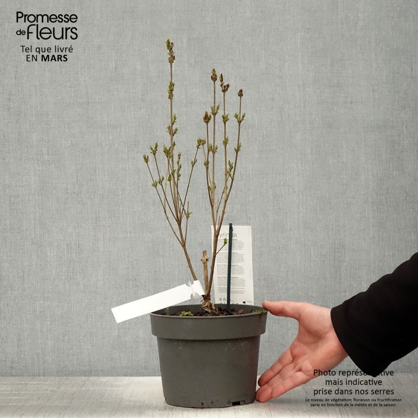 Spécimen de Lilas nain - Syringa meyeri Flowerfesta White Pot de 3L/4L tel que livré au printemps