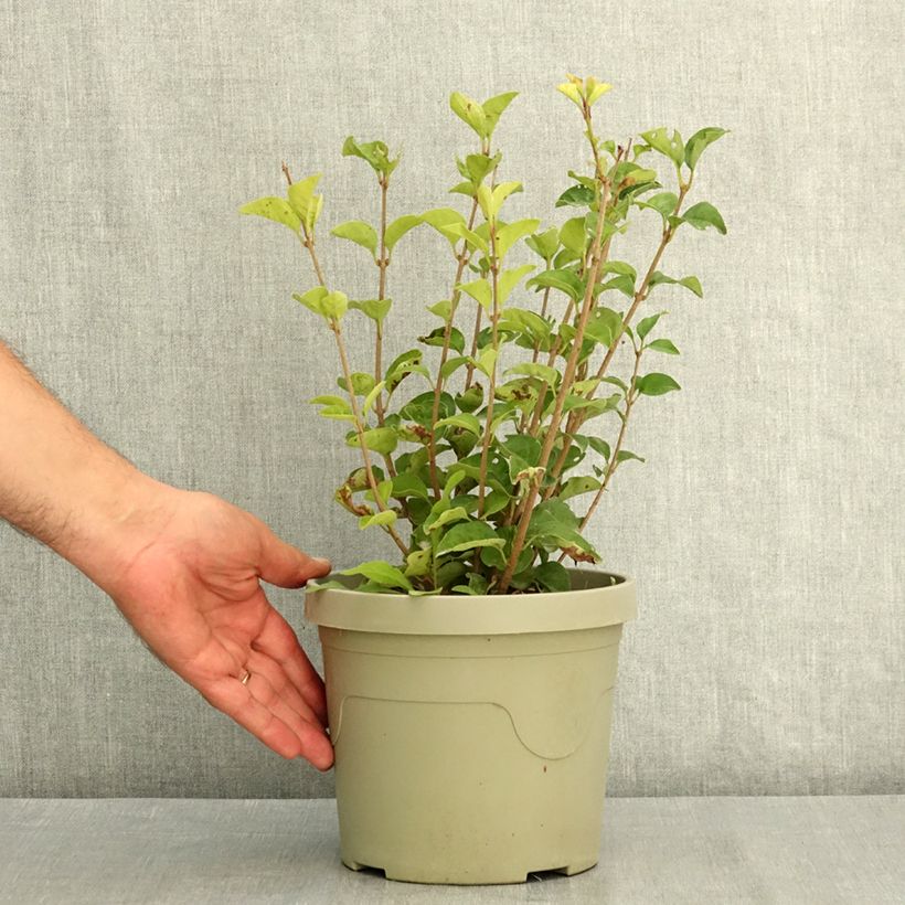 Spécimen de Lilas nain - Syringa meyeri Little Rosie Pot de 3L/4L tel que livré en été