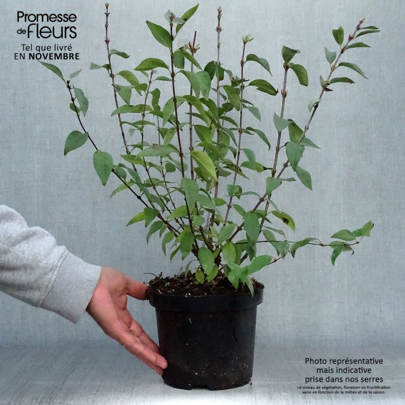 Spécimen de Lilas - Syringa chinensis Saugeana Pot de 2L/3L tel que livré en automne