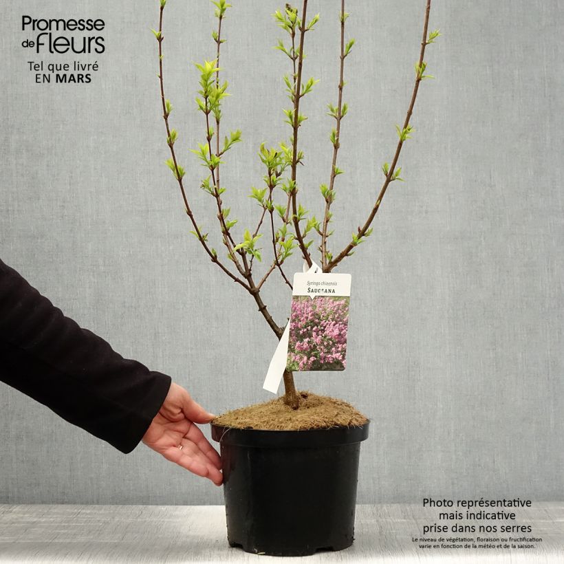 Spécimen de Lilas - Syringa chinensis Saugeana Pot de 2L/3L tel que livré au printemps