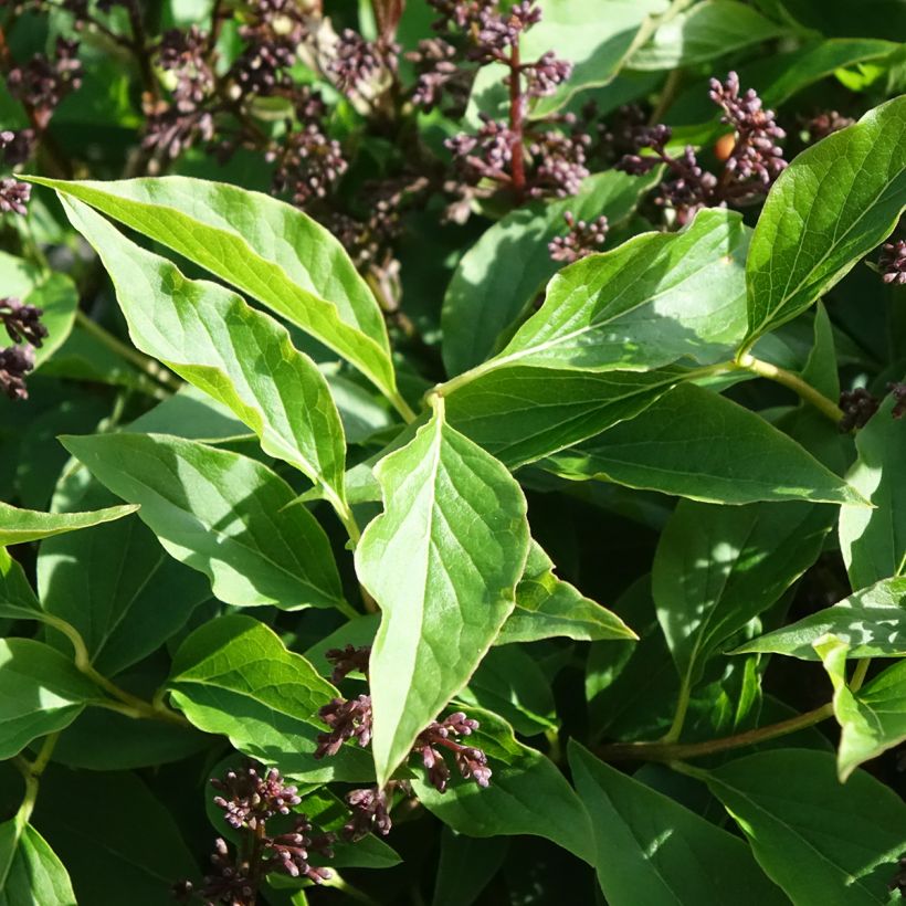 Lilas - Syringa Little Lady (Feuillage)