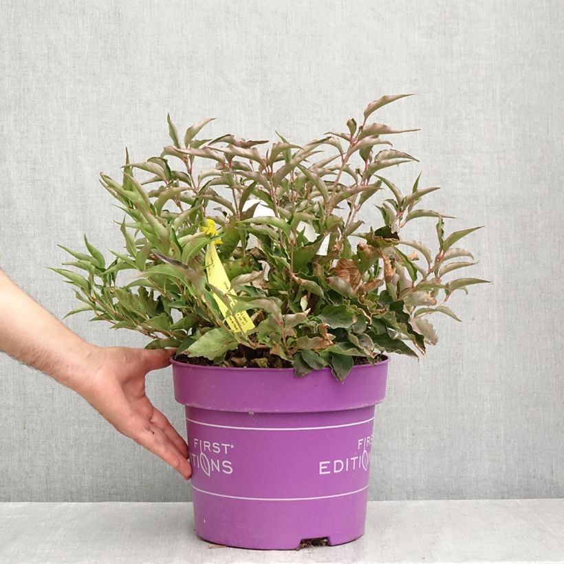 Spécimen de Lilas - Syringa Little Lady Pot de 7,5L/10L tel que livré en automne