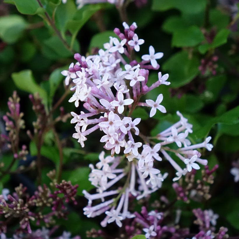 Lilas - Syringa meyeri Palibin (Floraison)