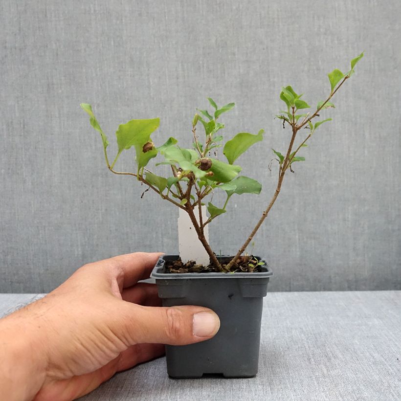 Spécimen de Lilas - Syringa meyeri Palibin Godet de 8/9 cm tel que livré en été