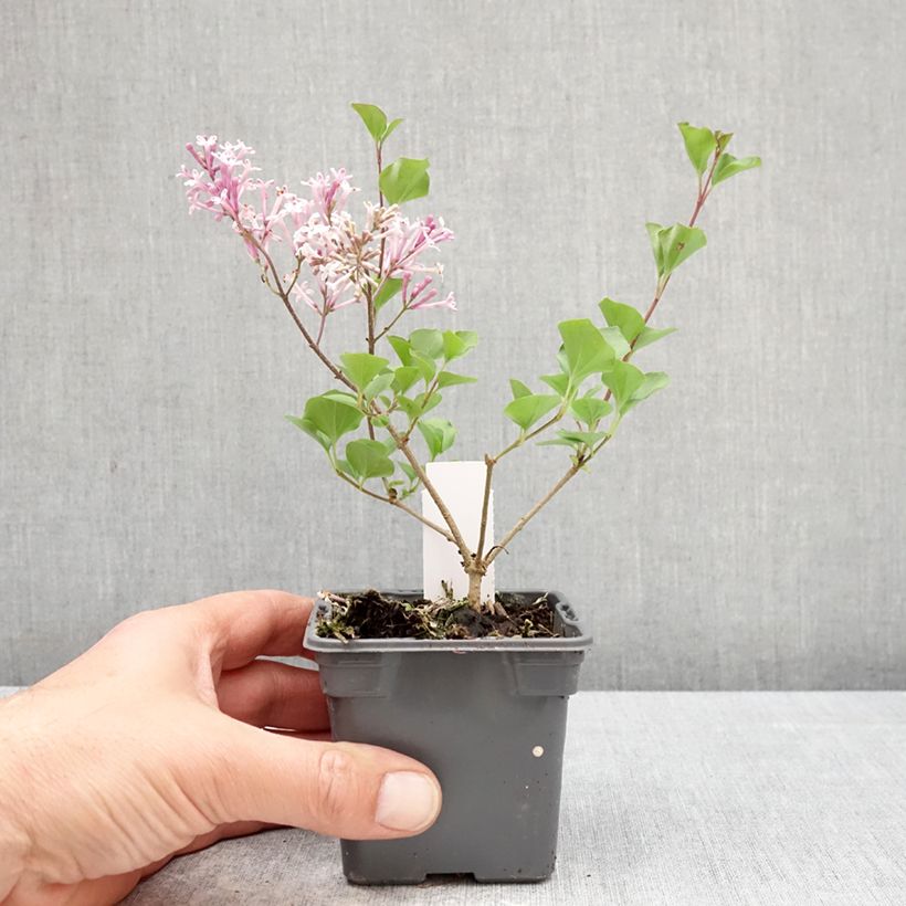 Spécimen de Lilas - Syringa meyeri Palibin Godet de 8/9 cm tel que livré au printemps