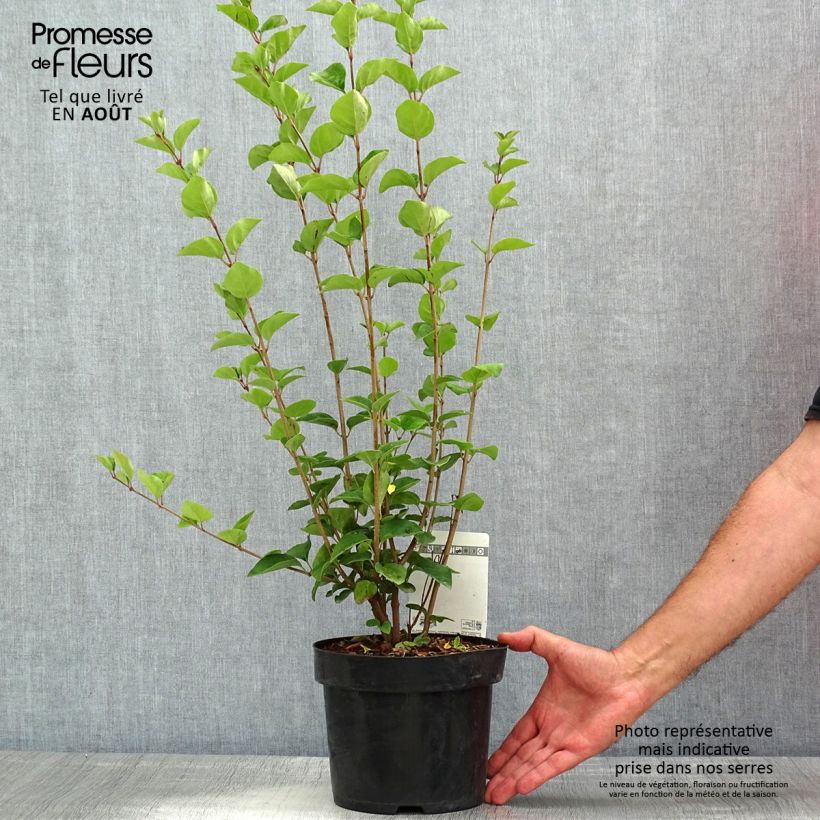 Spécimen de Lilas - Syringa Tinkerbelle Pot de 2L/3L tel que livré en été
