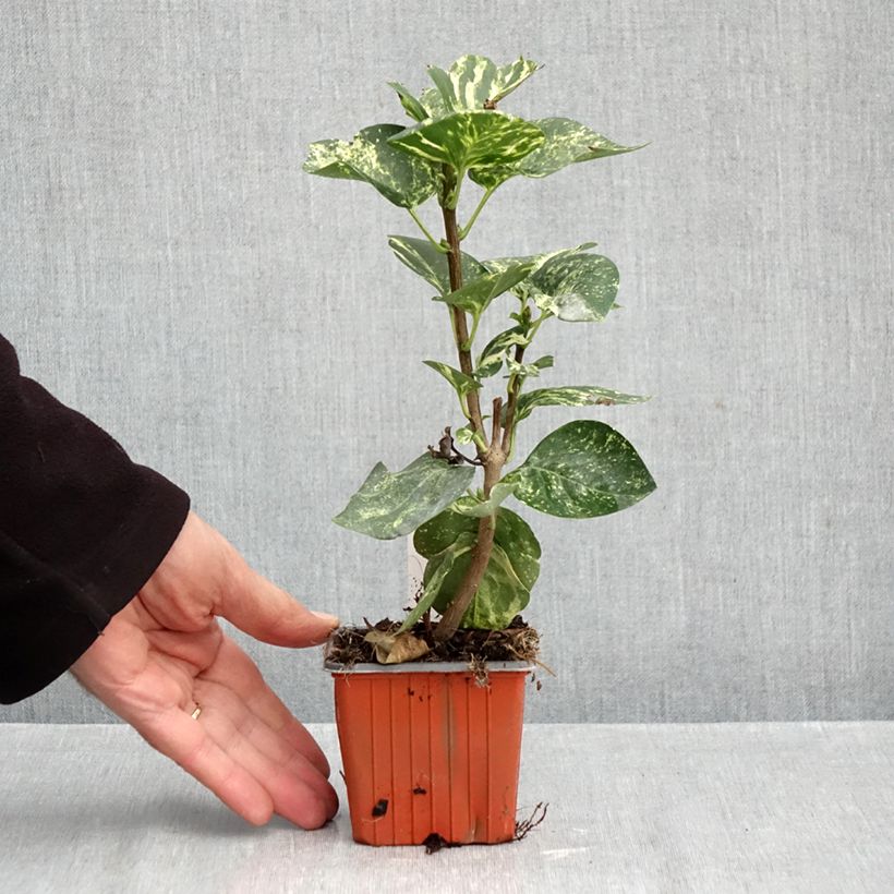 Spécimen de Lilas - Syringa vulgaris Aucubaefolia Godet de 8/9 cm tel que livré en automne