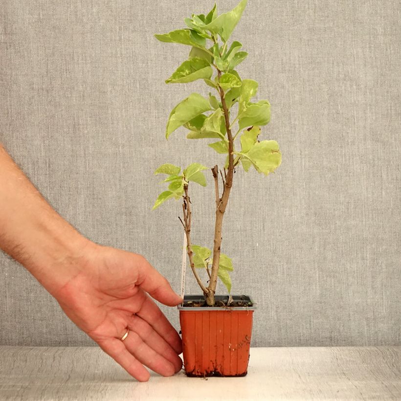Spécimen de Lilas - Syringa vulgaris Aucubaefolia Godet de 8/9 cm tel que livré en été
