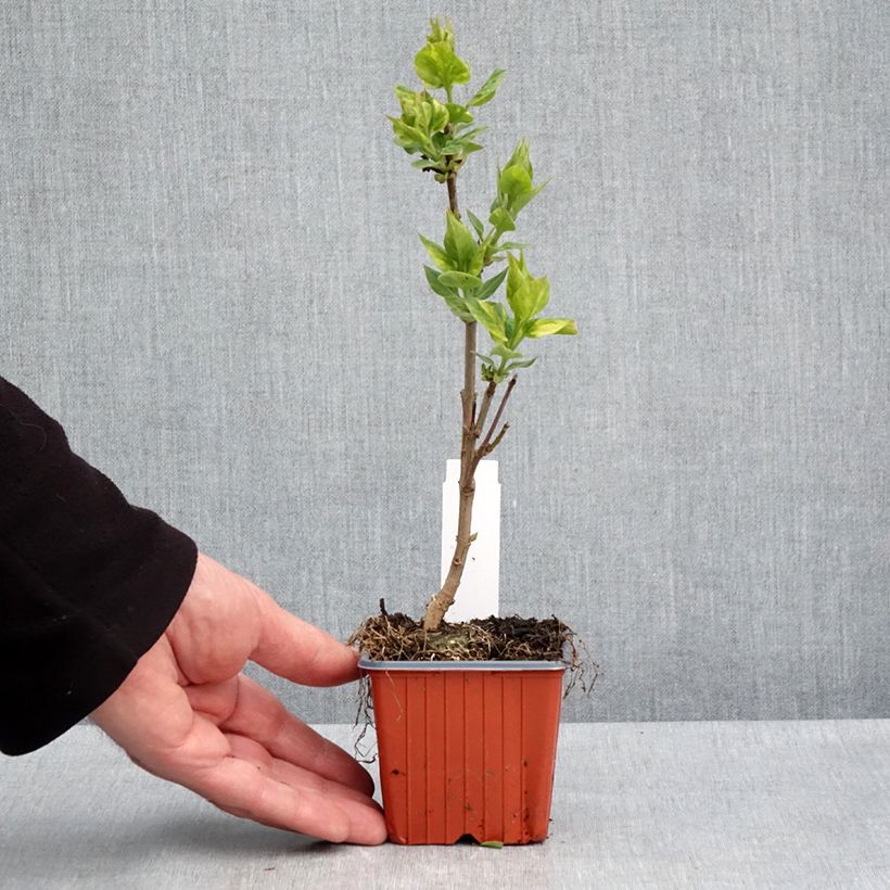 Spécimen de Lilas - Syringa vulgaris Aucubaefolia Godet de 8/9 cm tel que livré au printemps