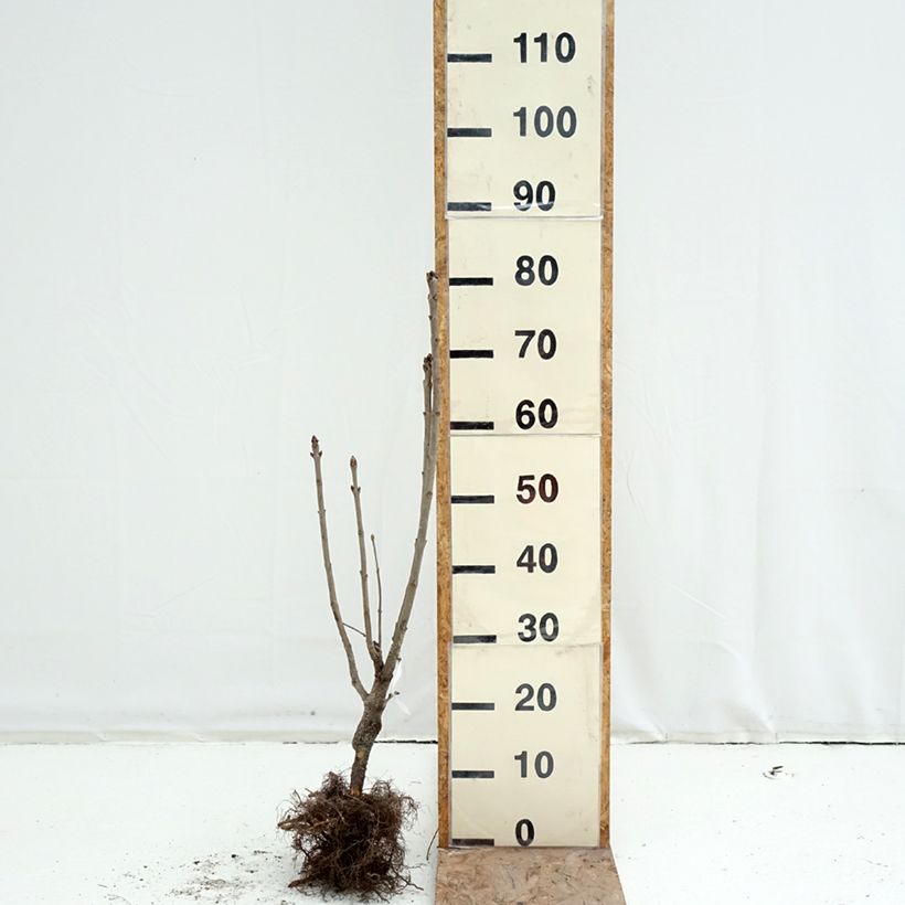 Spécimen de Lilas - Syringa vulgaris Belle de Moscou Racines nues tel que livré en hiver