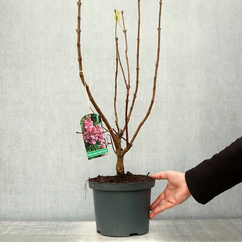 Spécimen de Lilas - Syringa vulgaris Belle de Nancy Pot de 3L/4L tel que livré en automne