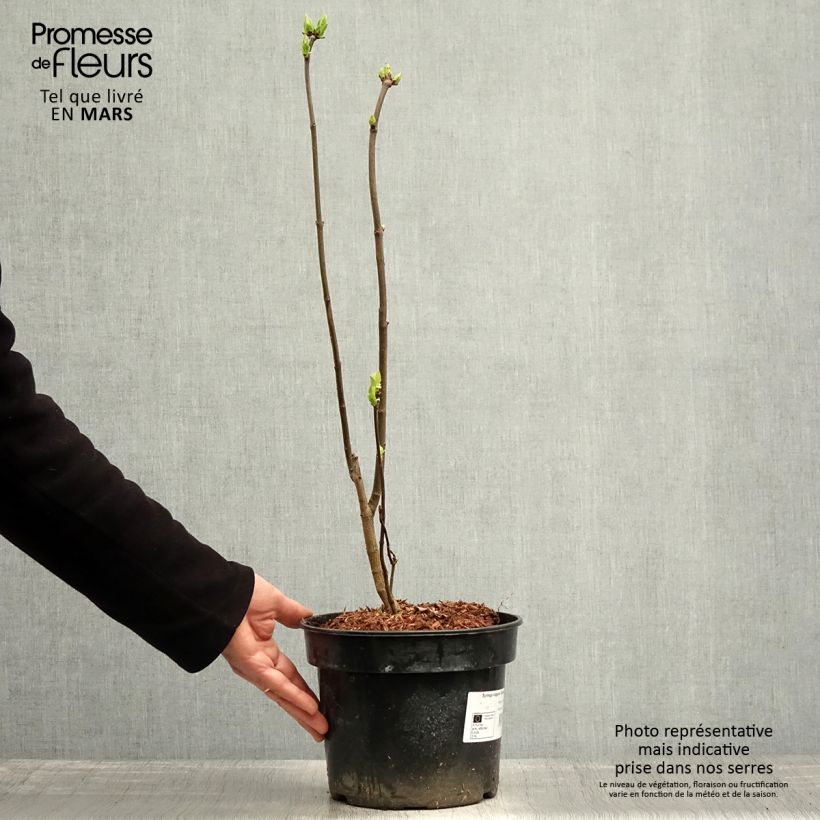 Spécimen de Lilas - Syringa vulgaris Charles Joly Pot de 2L/3L tel que livré au printemps