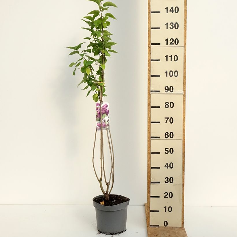 Spécimen de Lilas - Syringa vulgaris Charles Joly Pot de 7,5L/10L tel que livré en été