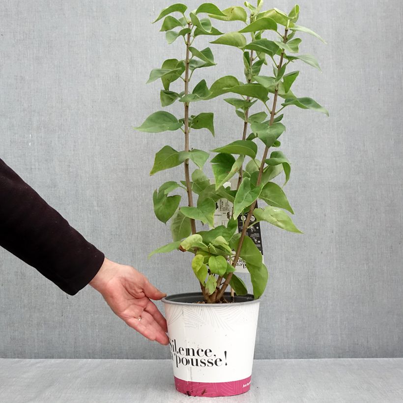 Spécimen de Lilas - Syringa vulgaris Dentelle d'Anjou Pot de 4L/5L tel que livré en automne
