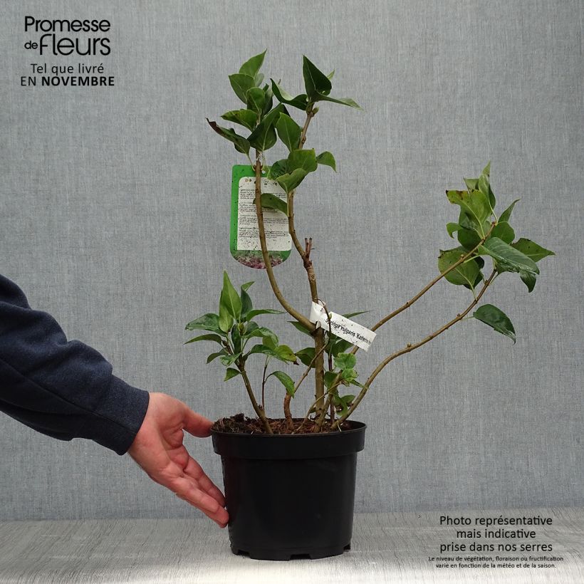 Spécimen de Lilas - Syringa vulgaris Katherine Havemeyer  Pot de 3L/4L tel que livré en automne